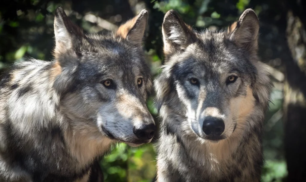 Loups dans le parc animalier de Sainte Croix à Sarrebourg